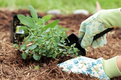 A gardener wearing light green gloves with a blue pattern is planting a small shrub with green ovate leaves into freshly turned dark brown soil in a garden. Behind the plant, there are additional potted plants with broad green leaves resting on the ground. The garden features a neatly manicured lawn with vibrant green grass in the background, bordered by a simple edging. The scene appears to be outdoors on a bright, overcast day, emphasizing natural tones of the soil, foliage, and grass. This setting illustrates typical gardening activities related to planting and garden maintenance, aligning with professional garden landscaping or hedge trimming services offered by Hedge Trimming Kilburn in the Kilburn area.