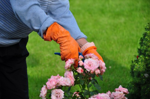 Operative inspecting hedge before pruning
