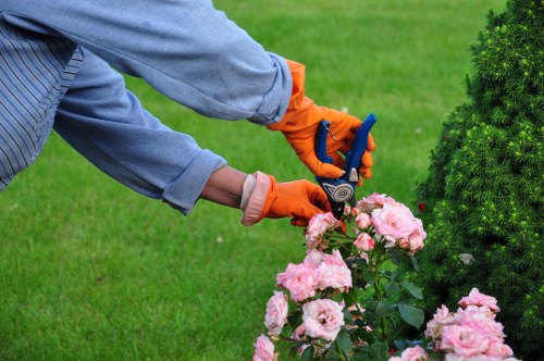 Operative trimming a tall hedge in a residential Kilburn street