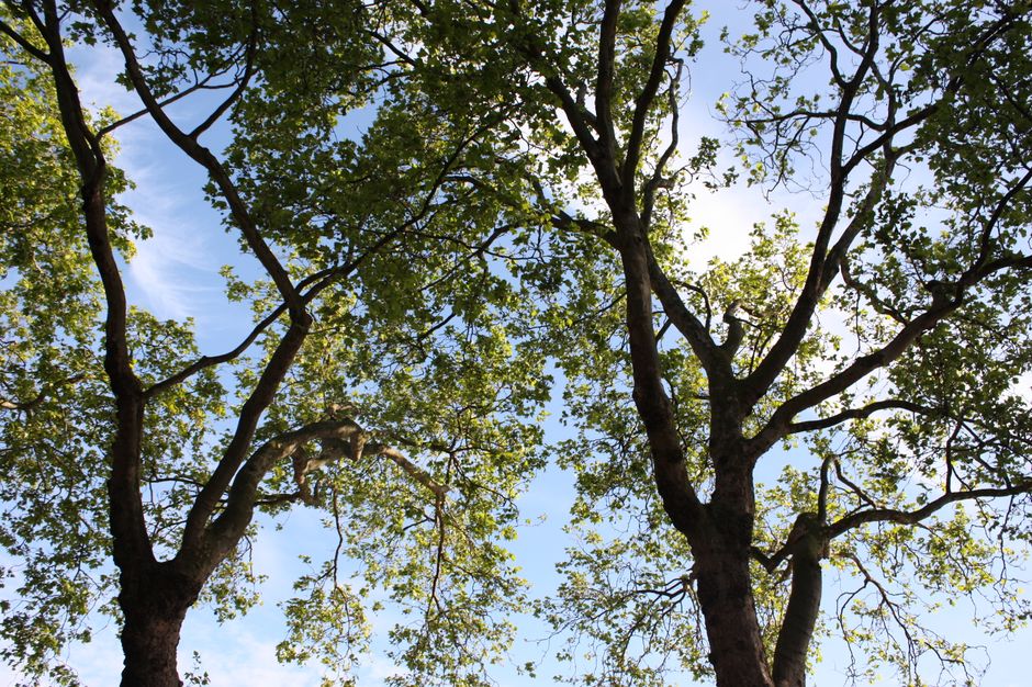 The image depicts a clear daytime view of two large deciduous trees with thick, textured trunks and sprawling branches covered in fresh green leaves. The trees are set against a blue sky with some lig