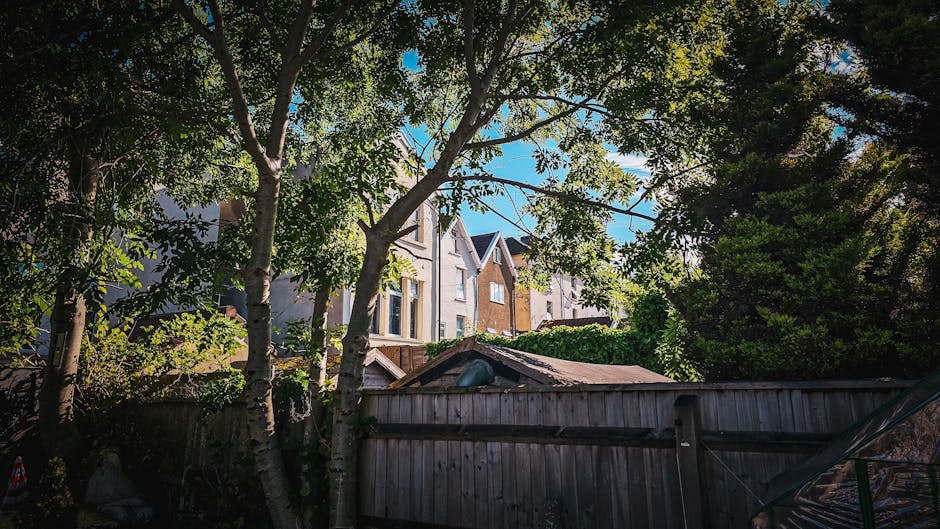 The image depicts a clear daytime view of two large deciduous trees with thick, textured trunks and sprawling branches covered in fresh green leaves. The trees are set against a blue sky with some lig
